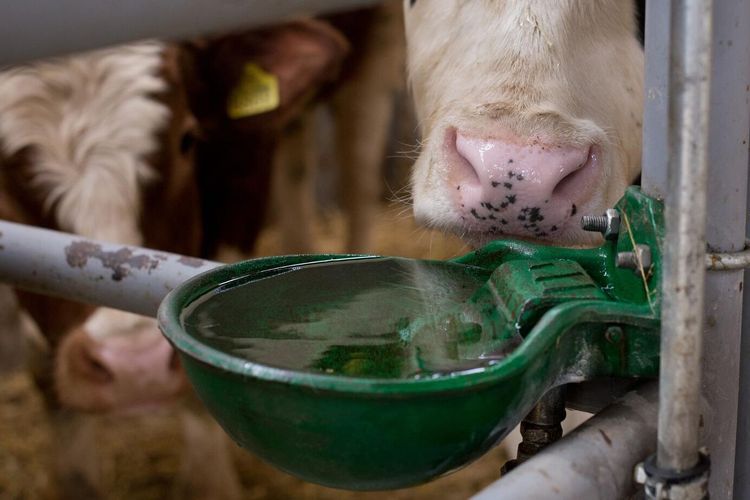 Ingen annan utväg än konkurs