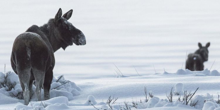 ”Det myllrar av älg”