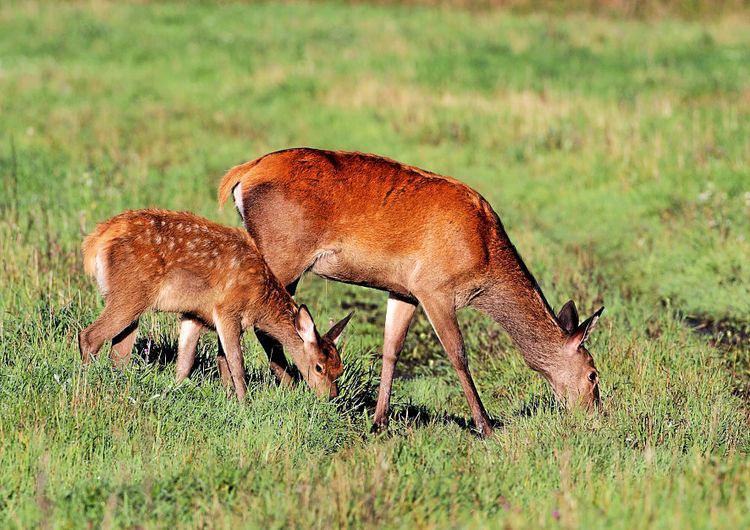 Märkligt beslut om skyddsjakt