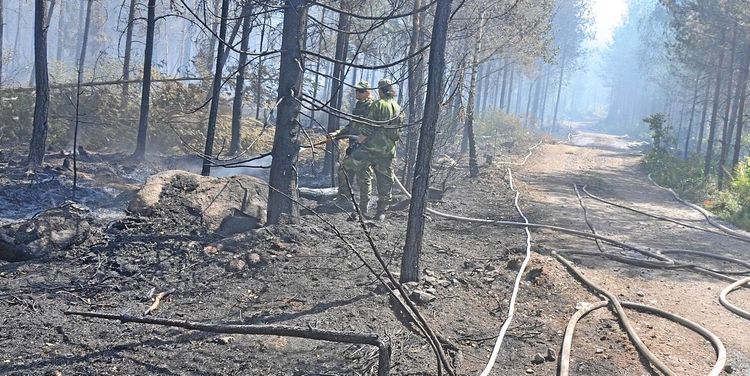 Våg av anlagda bränder drabbar skogsägare
