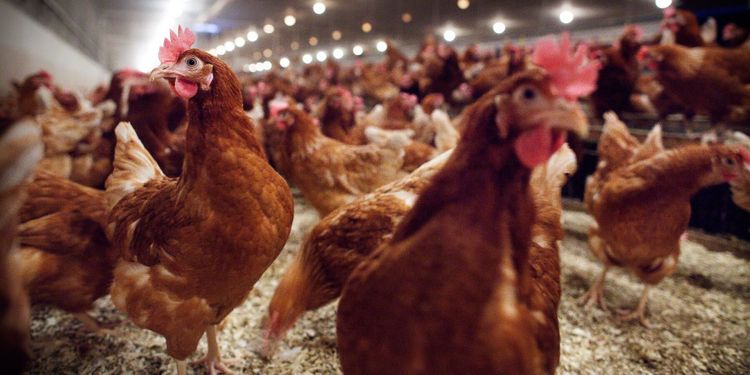 Nytt fall av fågelinfluensa – 18 000 höns avlivas