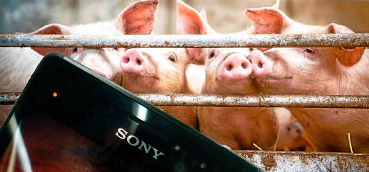 Sony vill skapa nytt för lantbruk