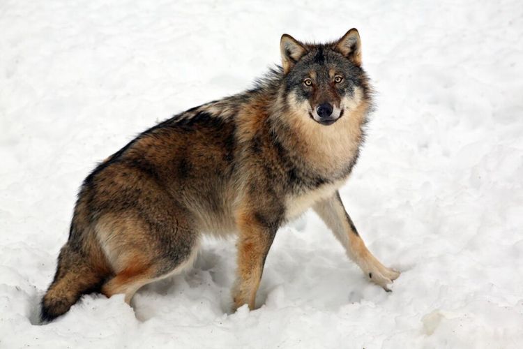 Hund dödad under rådjursjakt