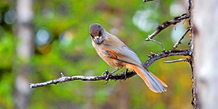 Birdlife överklagar lavskrikedom