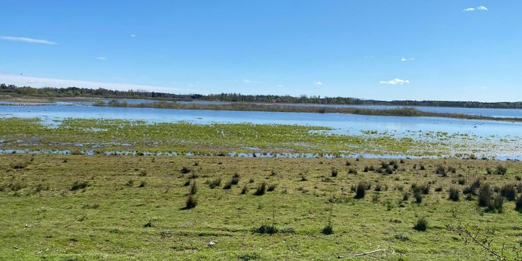 ”IT-strul drabbar Sveriges våtmarker”