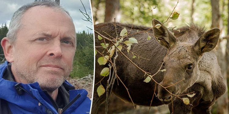 ”Ond cirkel” ger allt mindre älgkalvar