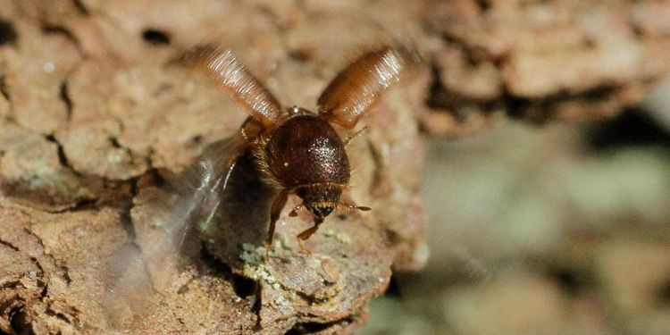 Stor ökning av skador av barkborre sen i somras