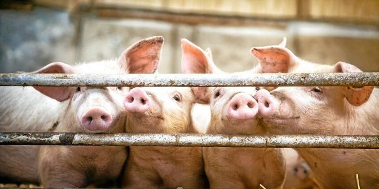 ”Koldioxid vid slakt är inte god djuromsorg”