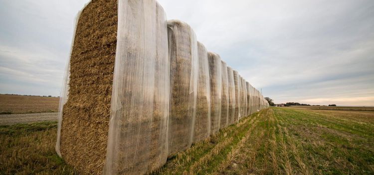 Rätt tid att tjäna pengar på halmen