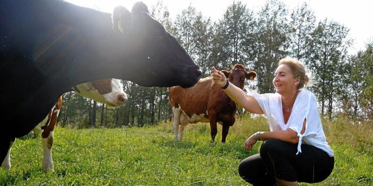 De satsar på gräsätande mjölkkor: ”Blir ett premiumkött”