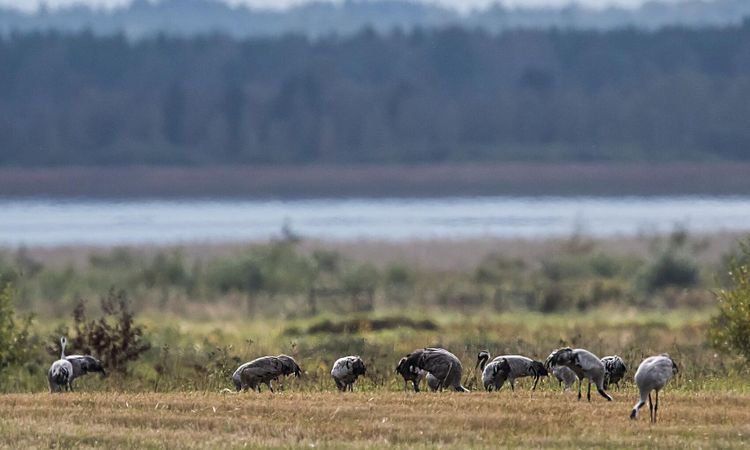 Stor risk för ökade fågelskador på åkrar