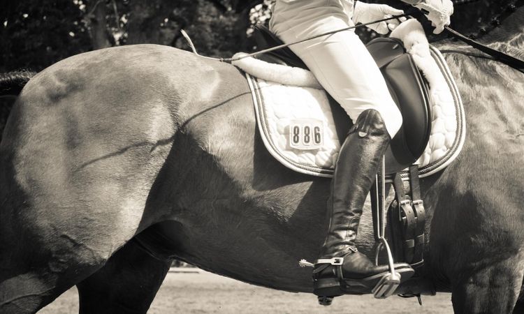 Så började hästinfluensan spridas