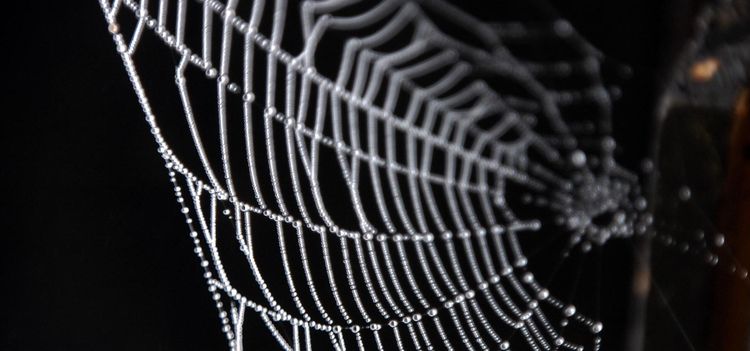 SLU på jakt efter spindelman