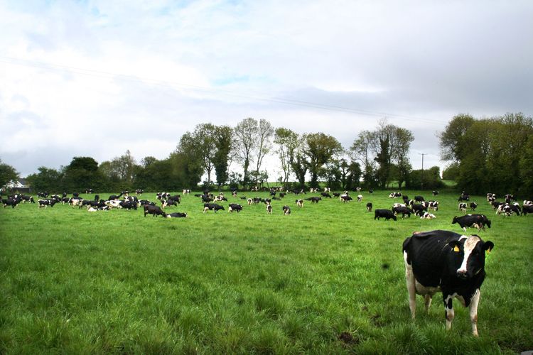 Irländskt kooperativ höjer mjölkpriset