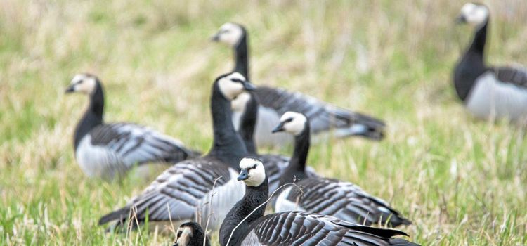 John står maktlös inför fåglarna