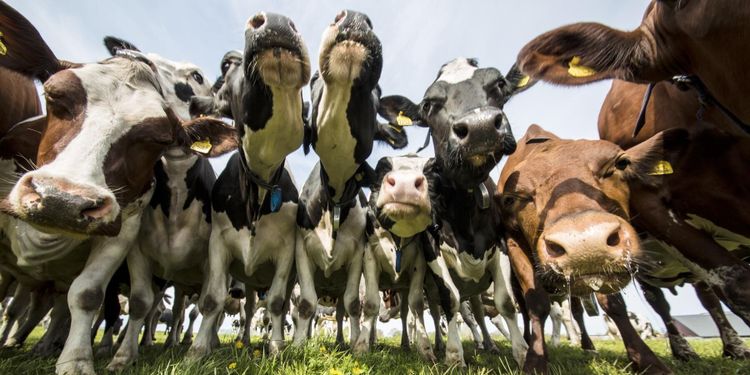 Jordbruksverket: "Välj svensk mat"