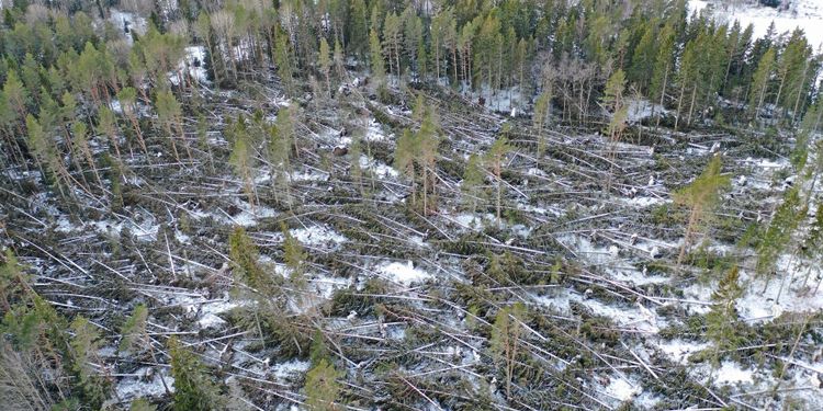 500 000 kubik föll i stormen