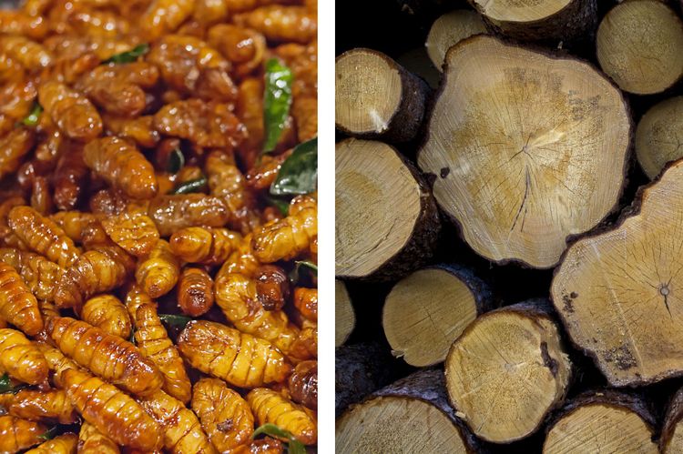 Sveaskog vill fodra insekter med skog