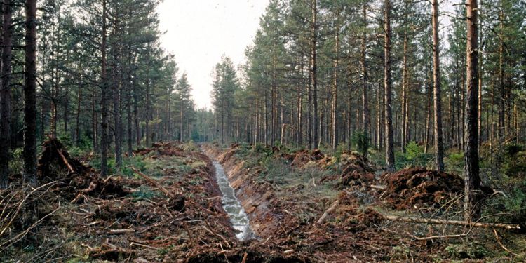 Skogsstyrelsen ska återväta dikade våtmarker