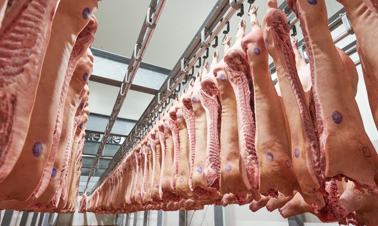 Slakteri misstänks för brott mot djurskyddslagen