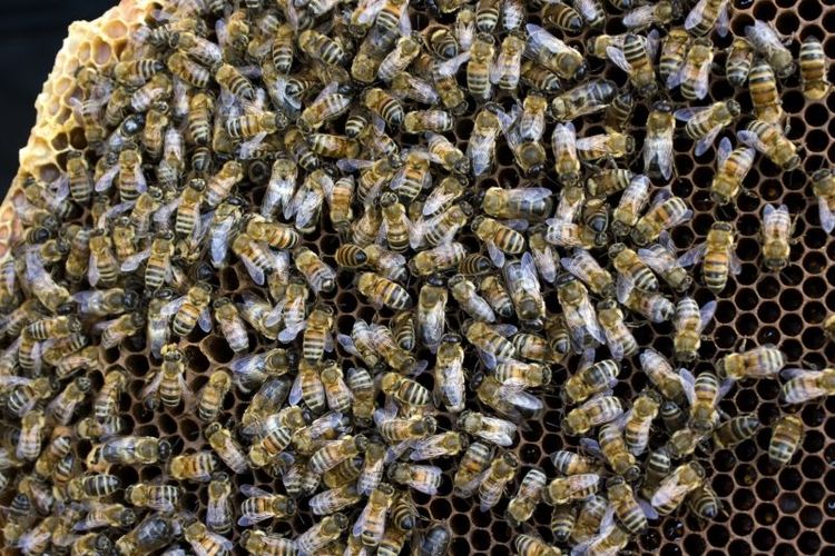 Nya bin med förmåga att städa bort varroakvalster ska nu avlas fram.