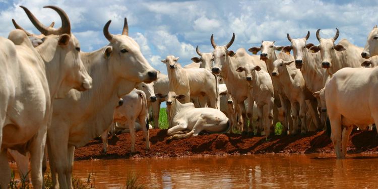 Nordea utesluter köttjätte från investeringar