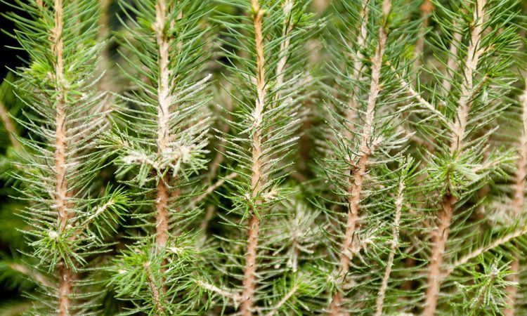 Kemikaliebehandling av skog kan utfasas