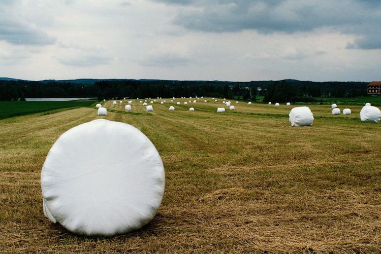 Björn rev ensilagebalar