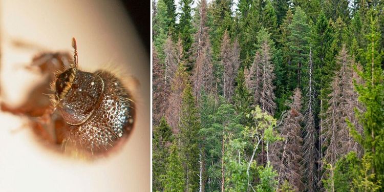 Läget just nu: Färre borrar i fällorna