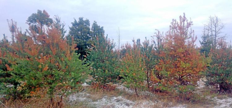 Så ser du om fruktade tallsjukan drabbat din skog