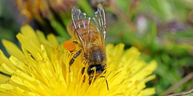 Dom om neonikotinoider överklagas