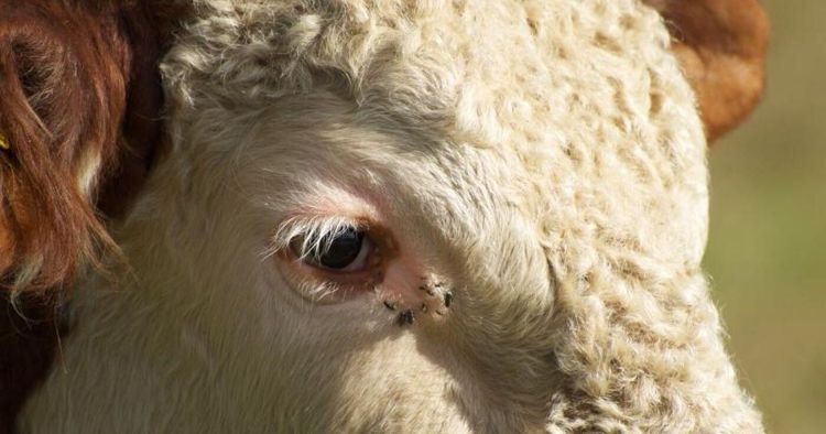 Problemet med lösdrivande tjur löst