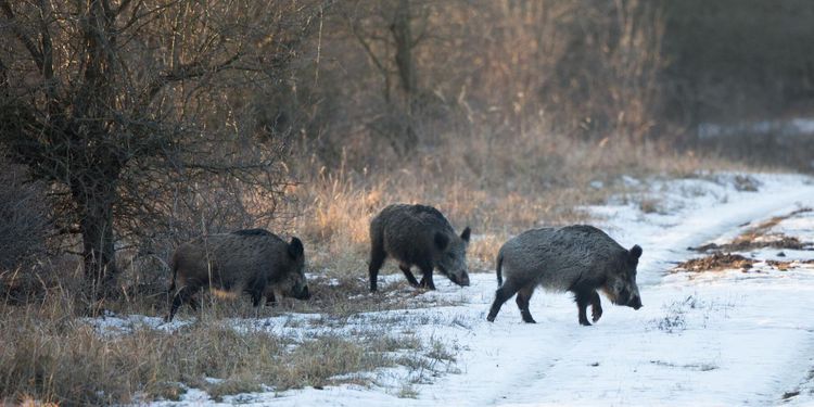 ”Skottpeng skulle öka jakten på vildsvin”