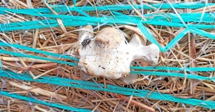 Benknotor och mögel hittat i importerat foder