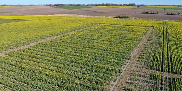 Webbsänd rapsdag med tuffa förutsättningar