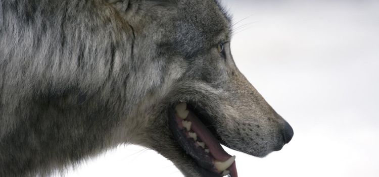 Kammarrättens beslut om vargjakten