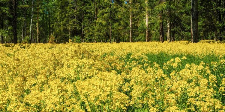 Stor prisuppgång på rapsfrö