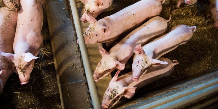 Utbrott av ovanlig salmonellatyp oroar