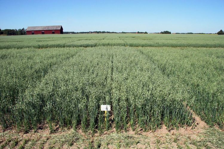 Branschföreningen förvånade över DON-halterna