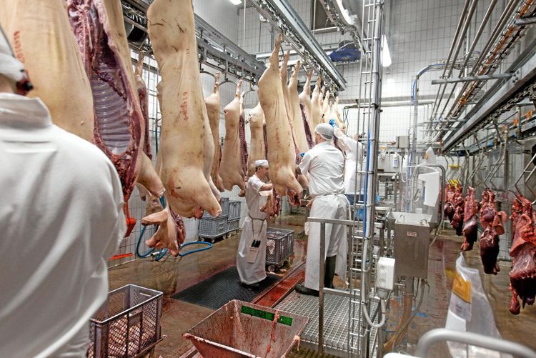 Dansk satsning ger ökad grisslakt