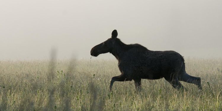 SVA ber jägare om hjälp att spåra CWD