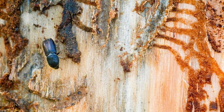 Skyddad skog inte orsak till barkborreinvasionen