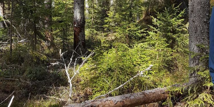 Gör så här om du vill testa hyggesfritt