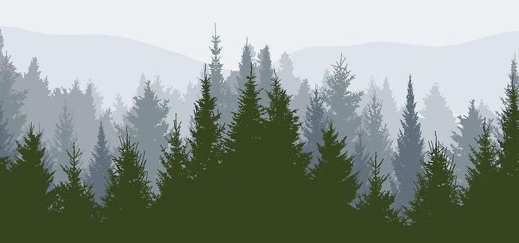 Ohållbart att inte bruka skogen