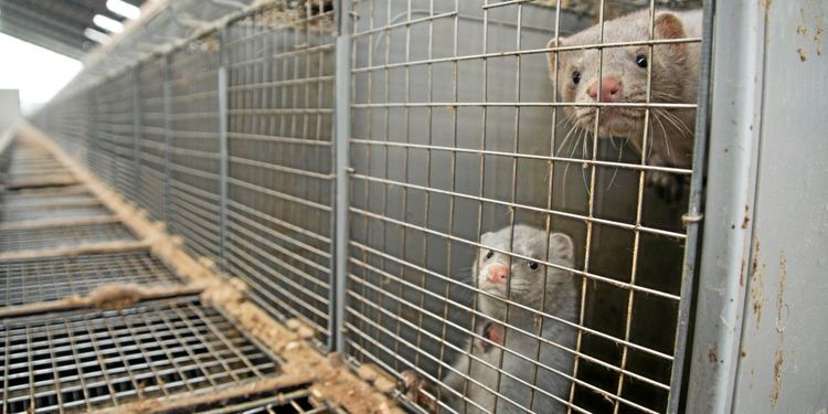 60 miljoner till minkfarmare i vårändringsbudgeten
