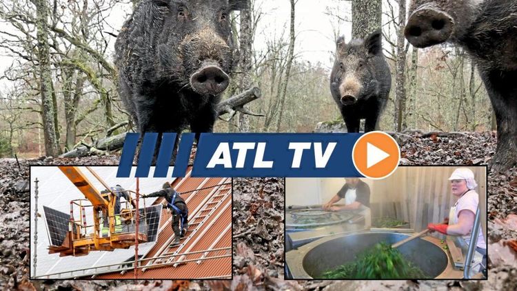 ATL TV: Jägare förbereder sig för svinpest