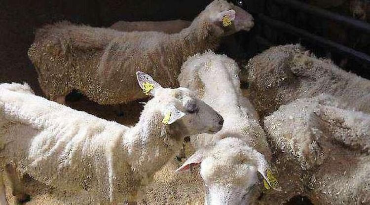 Fårägare åtalas för djurplågeri