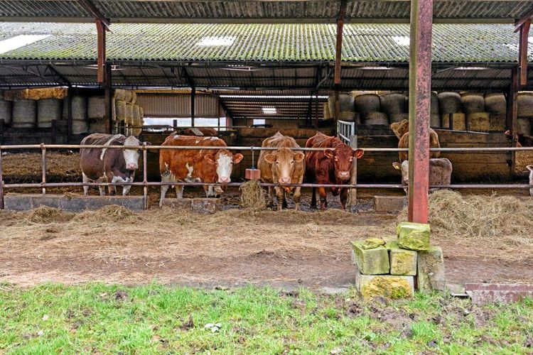 Nu frigörs 15 000 ton grovfoder