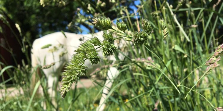 Sockerstudie förenklar val av tid för skörd
