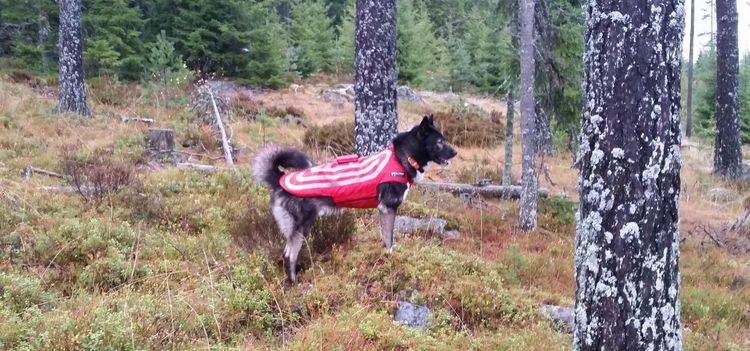 Hundskydd riskerar försvinna från marknaden